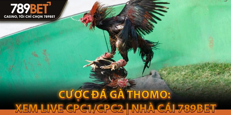 Cược đá gà Thomo: Xem Live CPC1/CPC2 | Nhà cái 789Bet