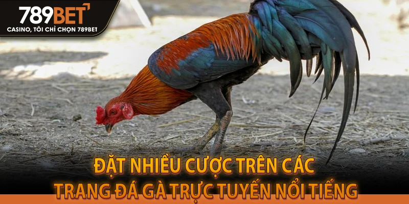 Đặt nhiều cược trên các trang đá gà trực tuyến nổi tiếng