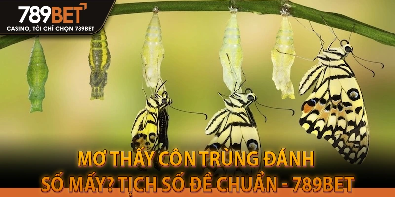 Mơ Thấy Côn Trùng Đánh Số Mấy? Tịch Số Đề Chuẩn - 789BET
