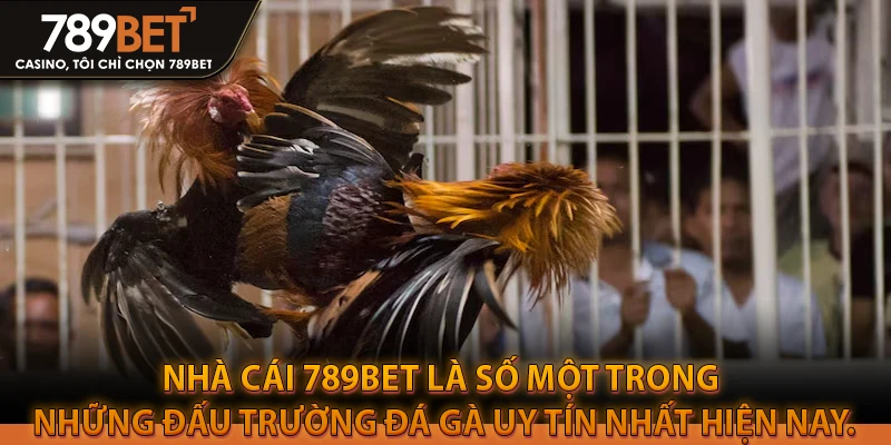 Nhà cái 789BET là số một trong những đấu trường đá gà uy tín nhất hiện nay.