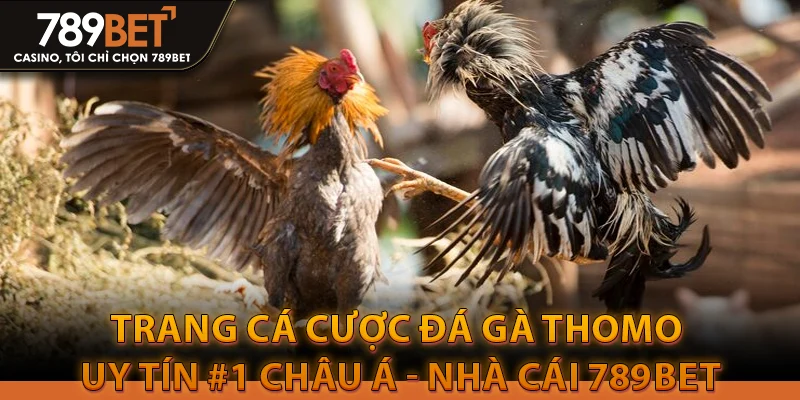 Trang cá cược đá gà Thomo uy tín #1 Châu Á - Nhà cái 789Bet